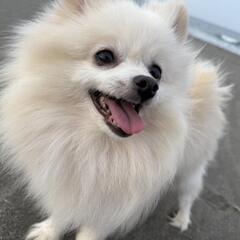 ブリーダーからのレスキューです！