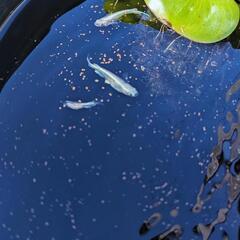 【みゆきメダカの卵30個つき】水草☆幹之メダカ