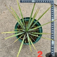 ［埼玉手渡し］ユッカ リギダ②実生苗の画像