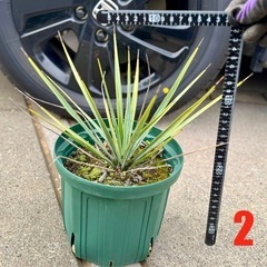 ［埼玉手渡し］ユッカ リギダ②実生苗