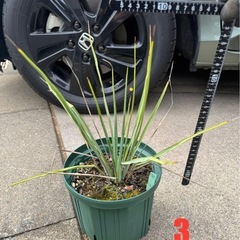 ［埼玉手渡し］ユッカ リギダ③実生苗　　