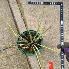 ［埼玉手渡し］ユッカ リギダ③実生苗　　の画像