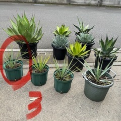 ［埼玉手渡し］ユッカ リギダ③実生苗　　の画像