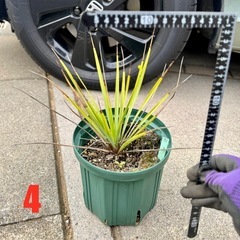 ［埼玉手渡し］ユッカ リギダ④実生苗
