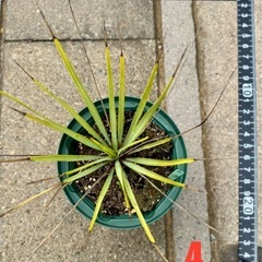 ［埼玉手渡し］ユッカ リギダ④実生苗の画像