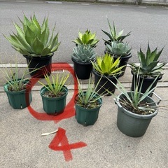 ［埼玉手渡し］ユッカ リギダ④実生苗の画像
