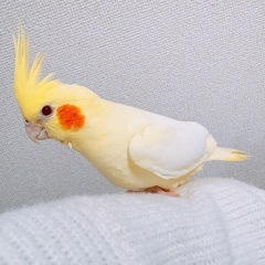 オカメインコ･マメルリハ