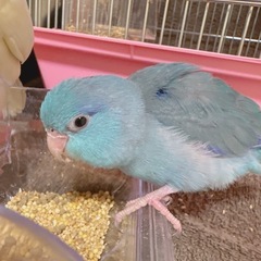 オカメインコ･マメルリハ(一旦募集締め切ります) - 八尾市