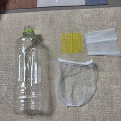 10匹200円　レッドルリーシュリンプ(ブルー、オレンジ、レッドの雑種)の画像