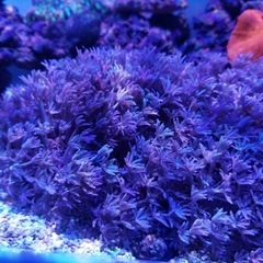 サンゴ　　パクパクウミアザミ