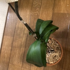 胡蝶蘭の画像