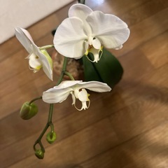 胡蝶蘭