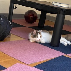 猫ちゃんの里親募集！