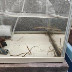 うなぎ  鰻   日本淡水魚  絶滅危惧種   熱帯魚の画像