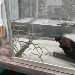 うなぎ  鰻   日本淡水魚  絶滅危惧種   熱帯魚の画像
