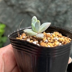 多肉植物　パキベリア属　リトルジュエルの画像