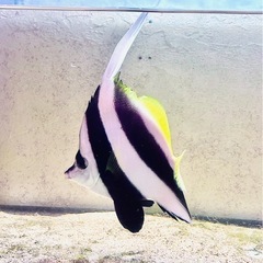ハタタテダイ15〜20cm