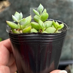 多肉植物　コチドレン　ペンデンスの画像