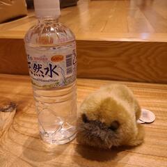【決まりました】セイウ チぬいぐるみ レターパックプラス送料込の画像