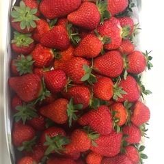 完熟イチゴ🍓露地栽培🍓500g700円🍓苺🍓いちご