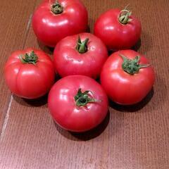 トマトの苗をお譲りいただけませんか?