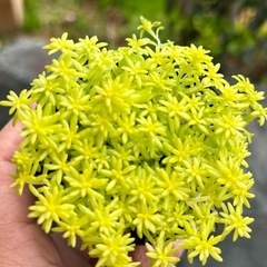 多肉植物　セダム　黄金細葉万年草