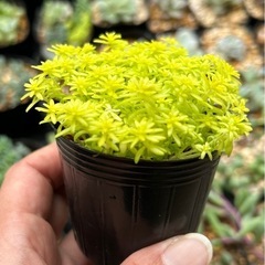 多肉植物　セダム　黄金細葉万年草の画像