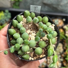 多肉植物　グリーンネックレス