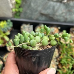 多肉植物　グリーンネックレスの画像