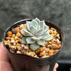 多肉植物　札落ち　名無しの画像