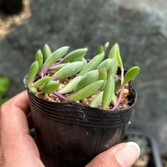 多肉植物　ルビーネックレスの画像