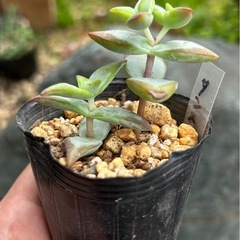多肉植物　クラッスラ　サンスターの画像