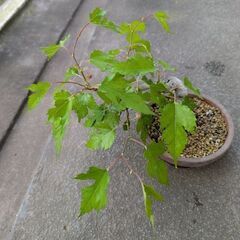 桑の盆栽の画像
