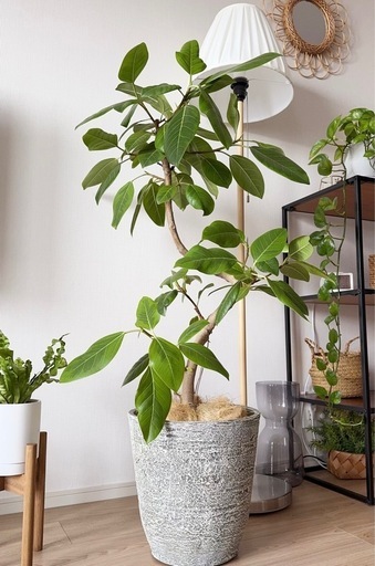 大型植物/フィカス・アルテシーマ