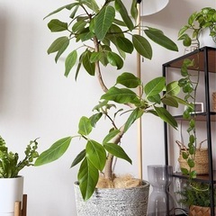 大型植物/フィカス・アルテシーマ