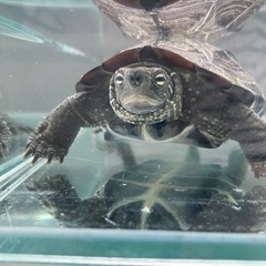クサガメ
