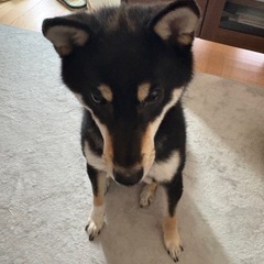 迷子犬を探しています。