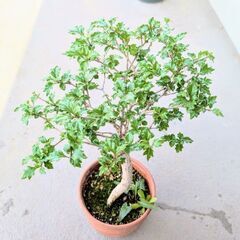 白色の可愛らしい花が咲き始めました😄　　ニオイカエデ7の画像