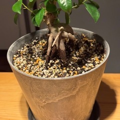 ガジュマル鉢付き