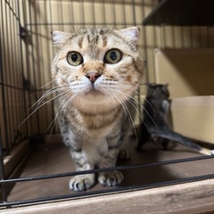 小さな耳が可愛い母猫。子猫と一緒に希望です