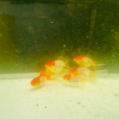 金魚　オランダ獅子頭
