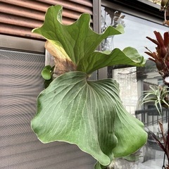 【値下げ】ビカクシダ アンゴレンセ(エレファントティス)の画像