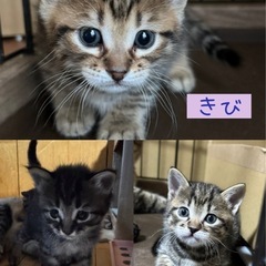 ぷくぷく可愛いキジトラ子猫 - 猫