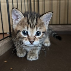ぷくぷく可愛いキジトラ子猫 − 香川県