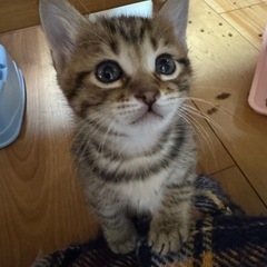 ぷくぷく可愛いキジトラ子猫