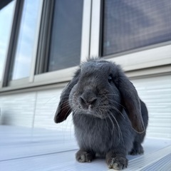 うさぎ（ホーランドロップイヤー）