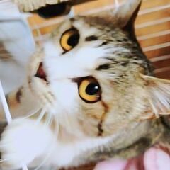 小柄でスリスリ人懐こいキジ白の女の子