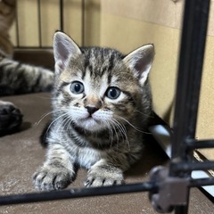 可愛いきじとら子猫のび