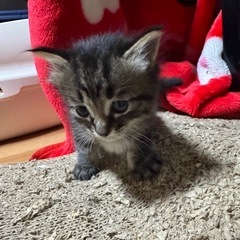 長毛黒きじとら子猫
