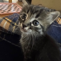 長毛黒きじとら子猫。母猫と一緒に譲渡希望です